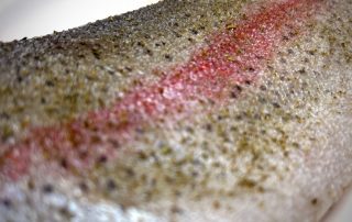 Forelle auf dem Teller gewürzt und bereit für grillen